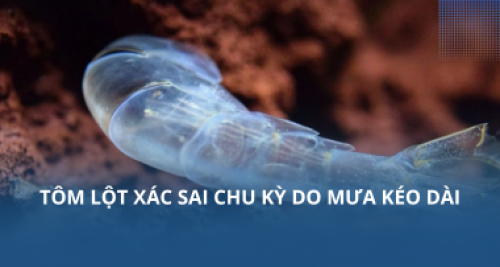 Tôm lột xác sai chu kỳ do mưa kéo dài